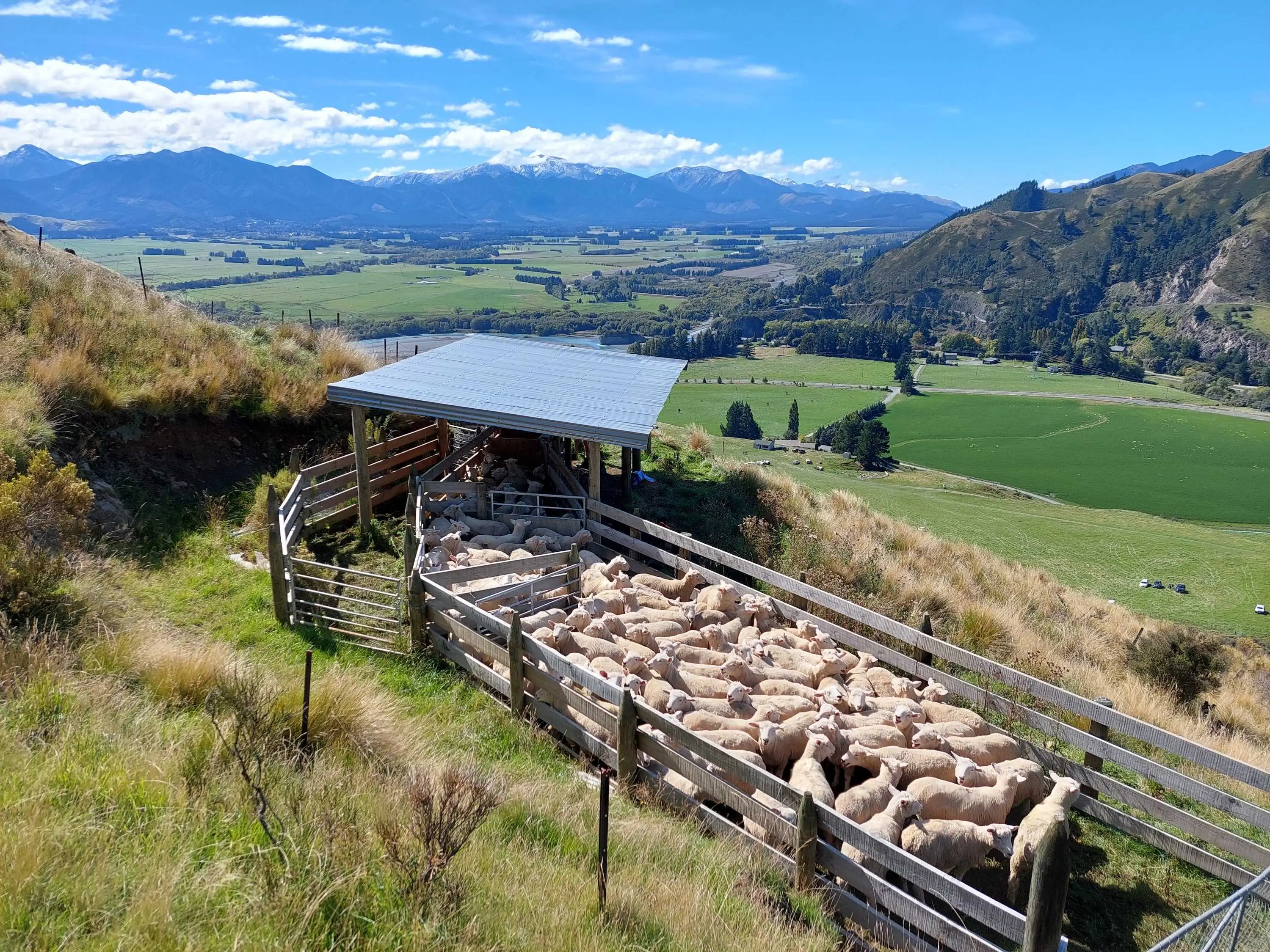 sheep farming