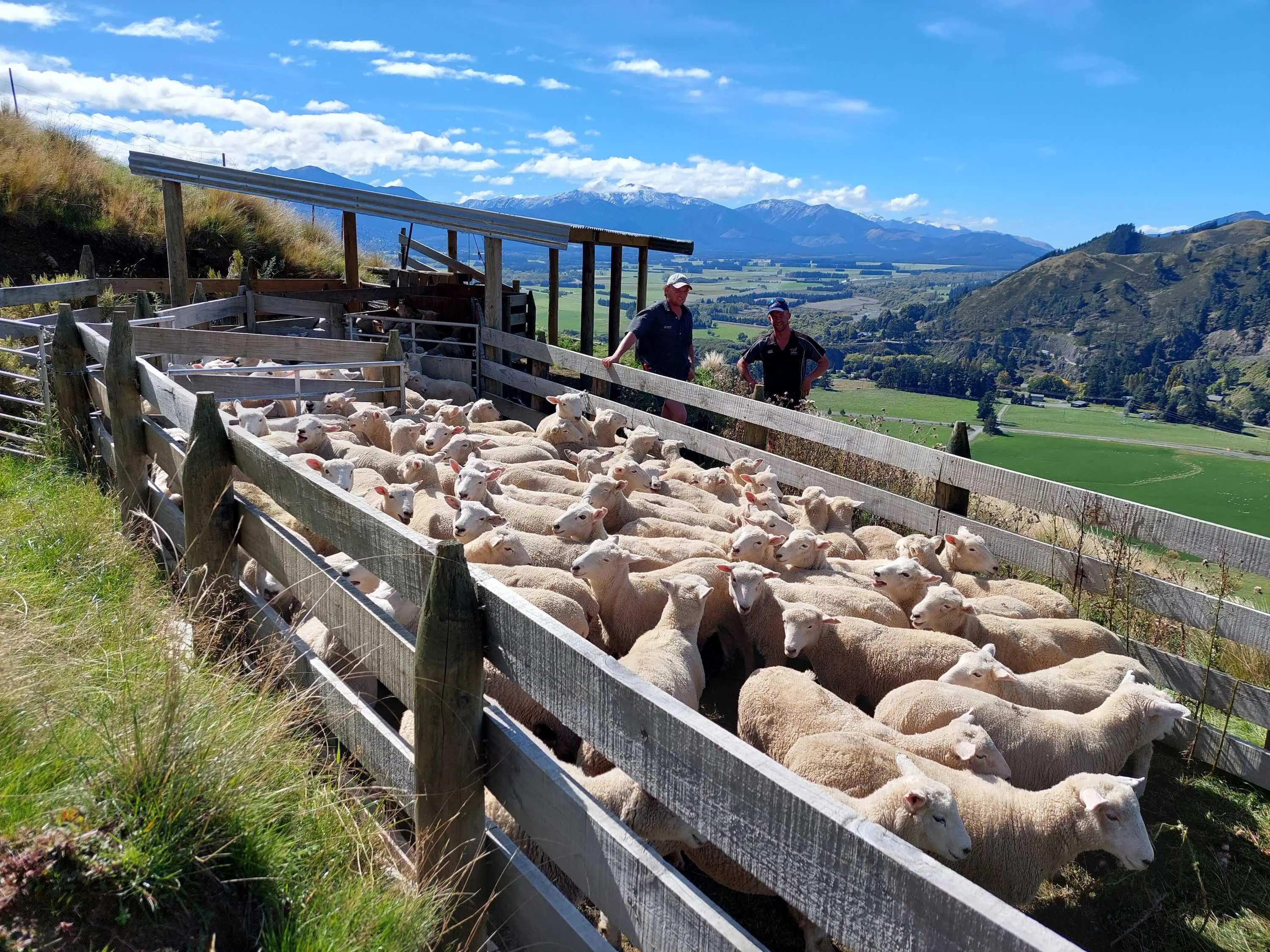 Sheep
